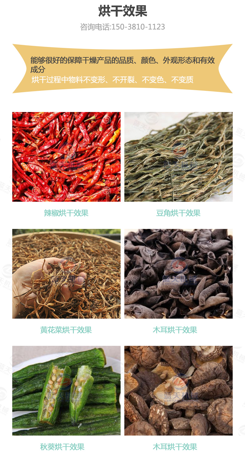 辣椒網(wǎng)帶烘干機烘干效果