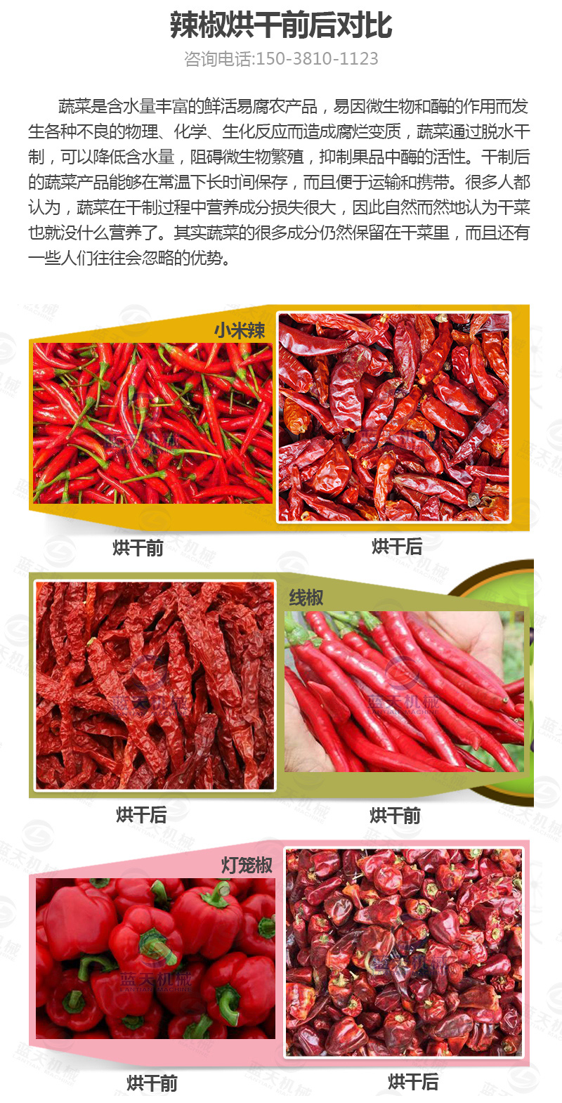辣椒網(wǎng)帶烘干機烘干前后