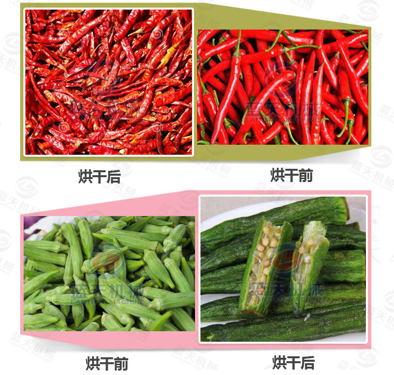 地瓜干網(wǎng)帶式烘干機烘干前后對比
